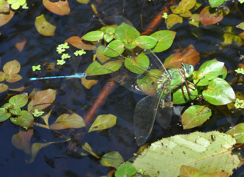 Anax imperator? - S